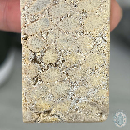 Coral Jade aka Fossilized Actinocyathus Coral Tower