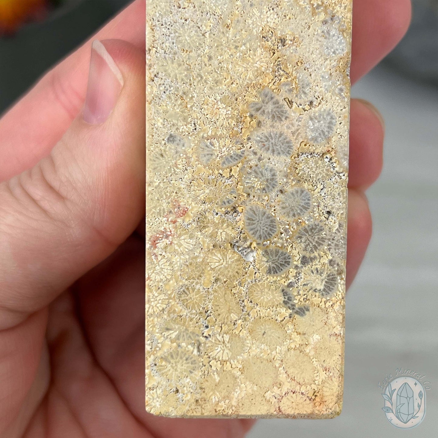 Coral Jade aka Fossilized Actinocyathus Coral Tower