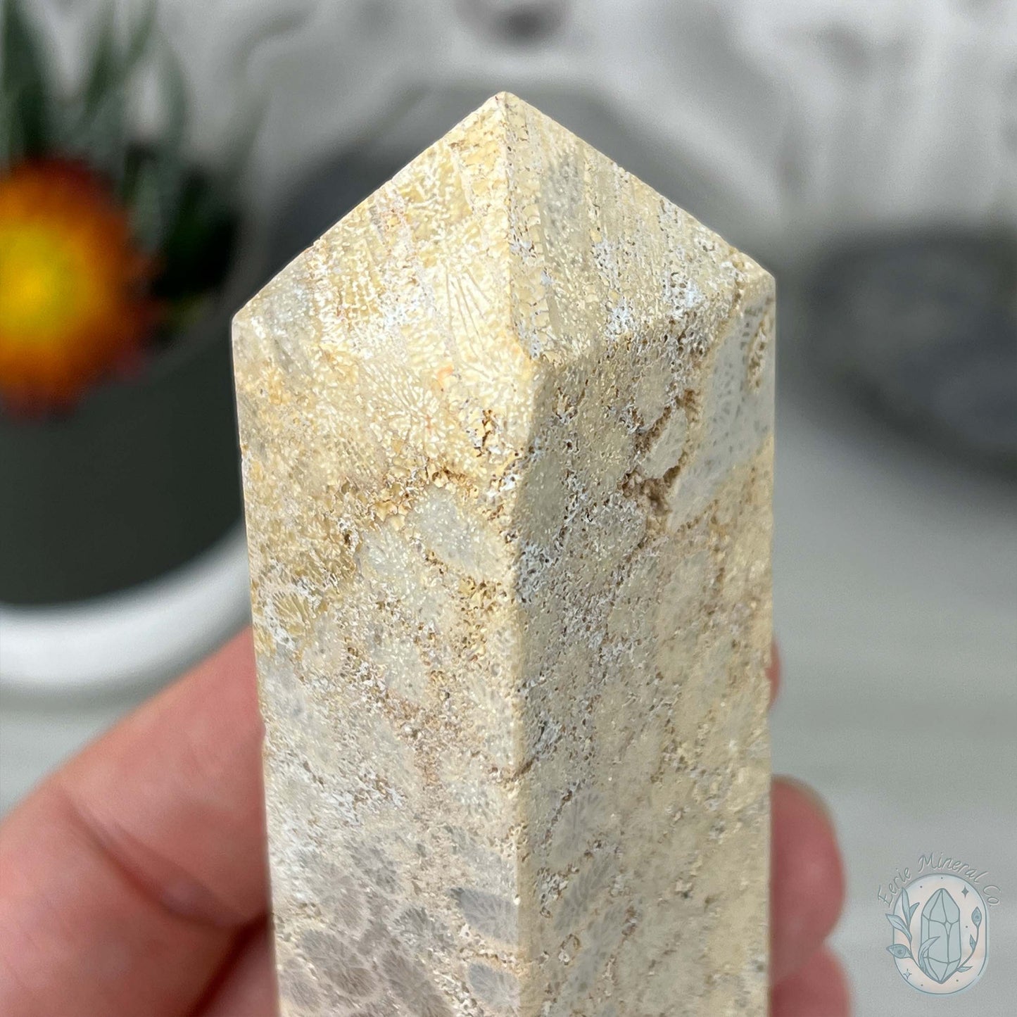 Coral Jade aka Fossilized Actinocyathus Coral Tower