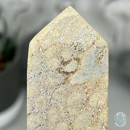 Coral Jade aka Fossilized Actinocyathus Coral Tower