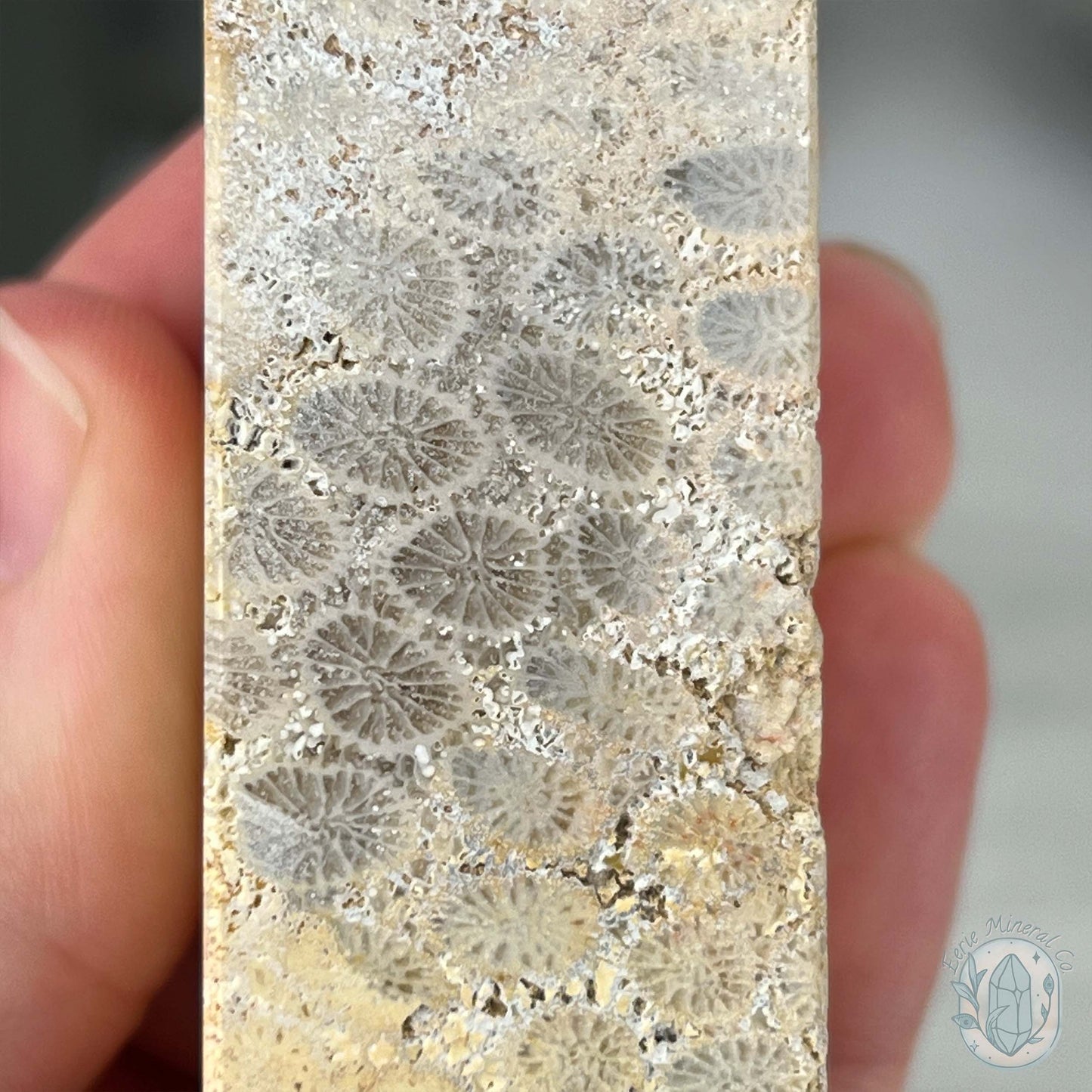 Coral Jade aka Fossilized Actinocyathus Coral Tower