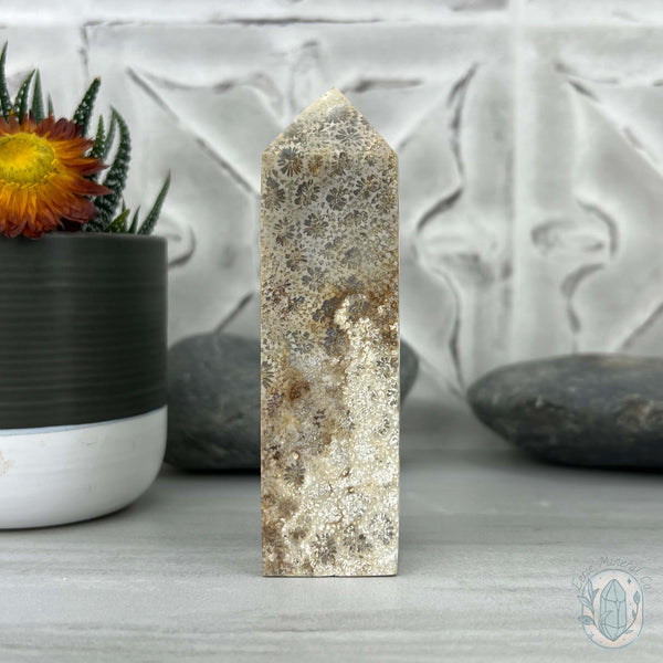 Coral Jade aka Fossilized Actinocyathus Coral Tower