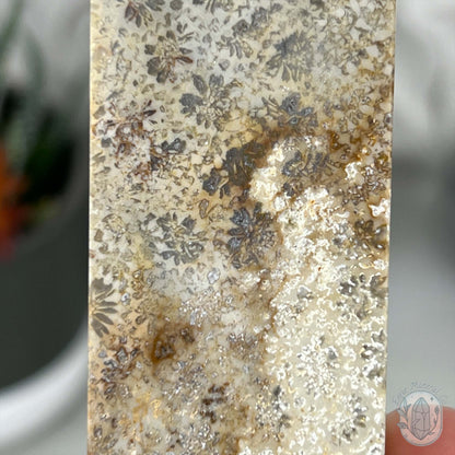 Coral Jade aka Fossilized Actinocyathus Coral Tower