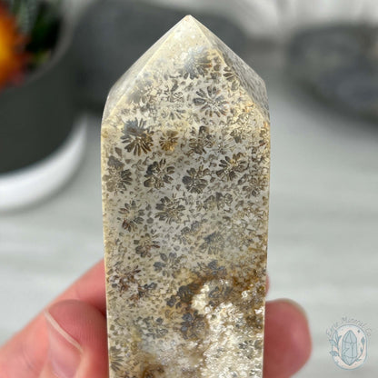 Coral Jade aka Fossilized Actinocyathus Coral Tower