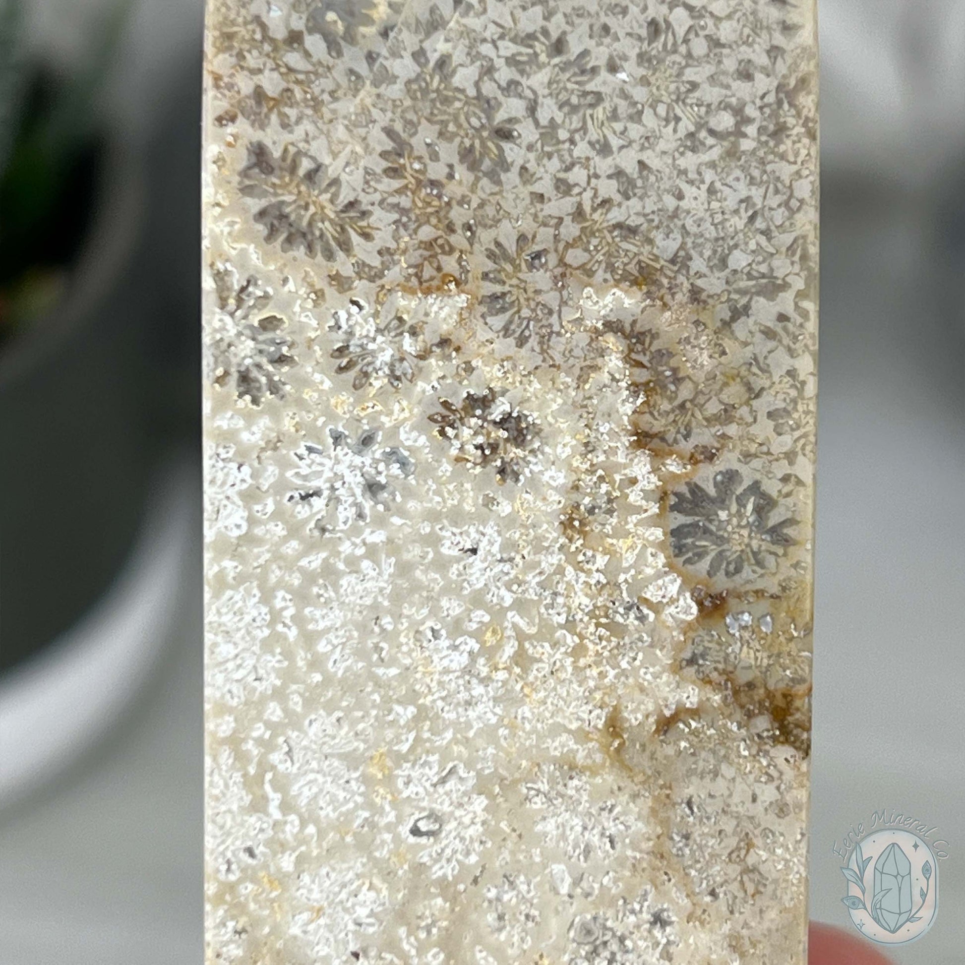 Coral Jade aka Fossilized Actinocyathus Coral Tower