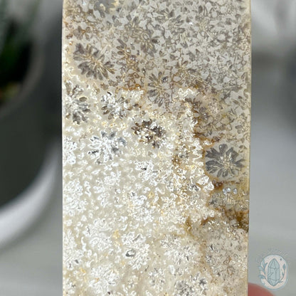 Coral Jade aka Fossilized Actinocyathus Coral Tower