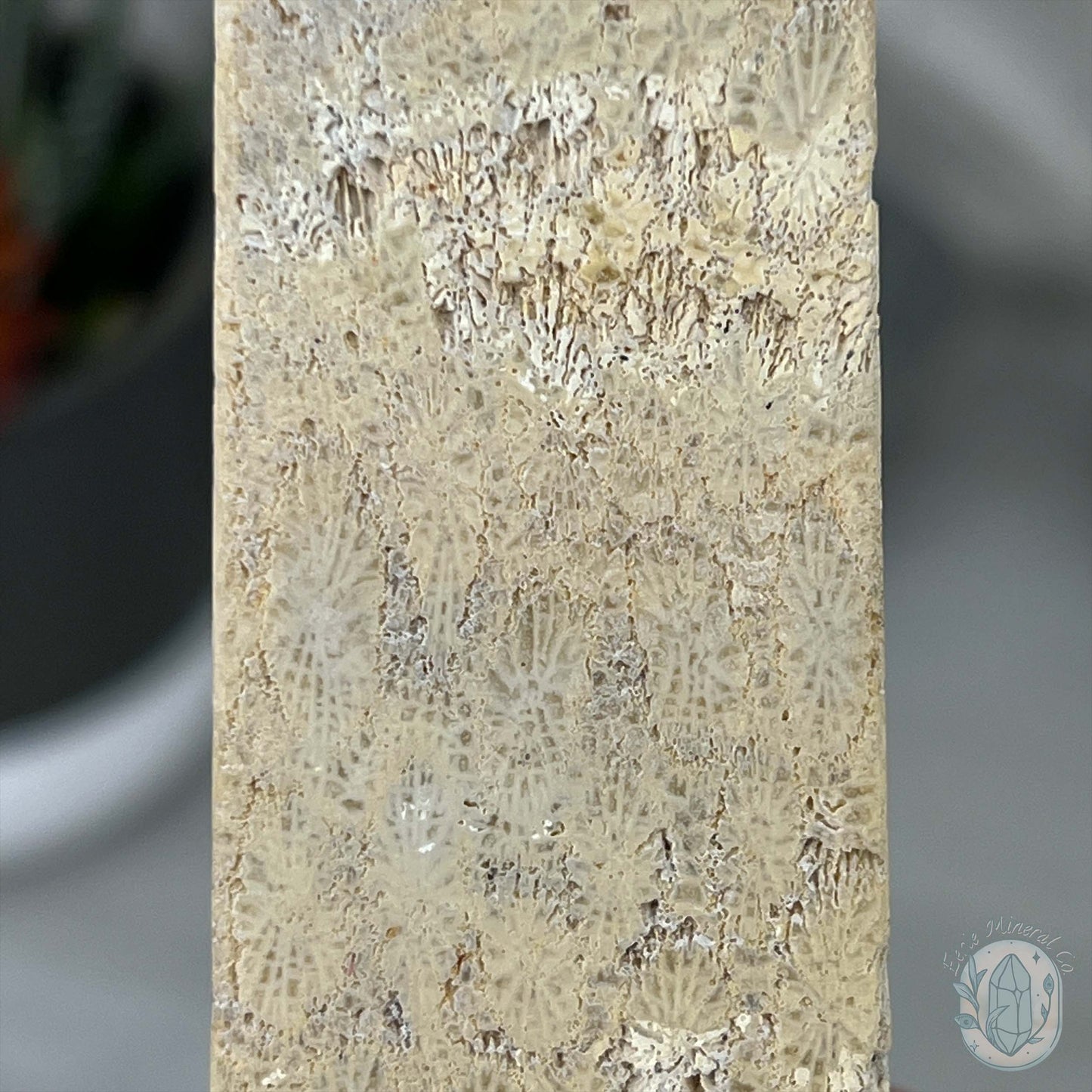 Coral Jade aka Fossilized Actinocyathus Coral Tower