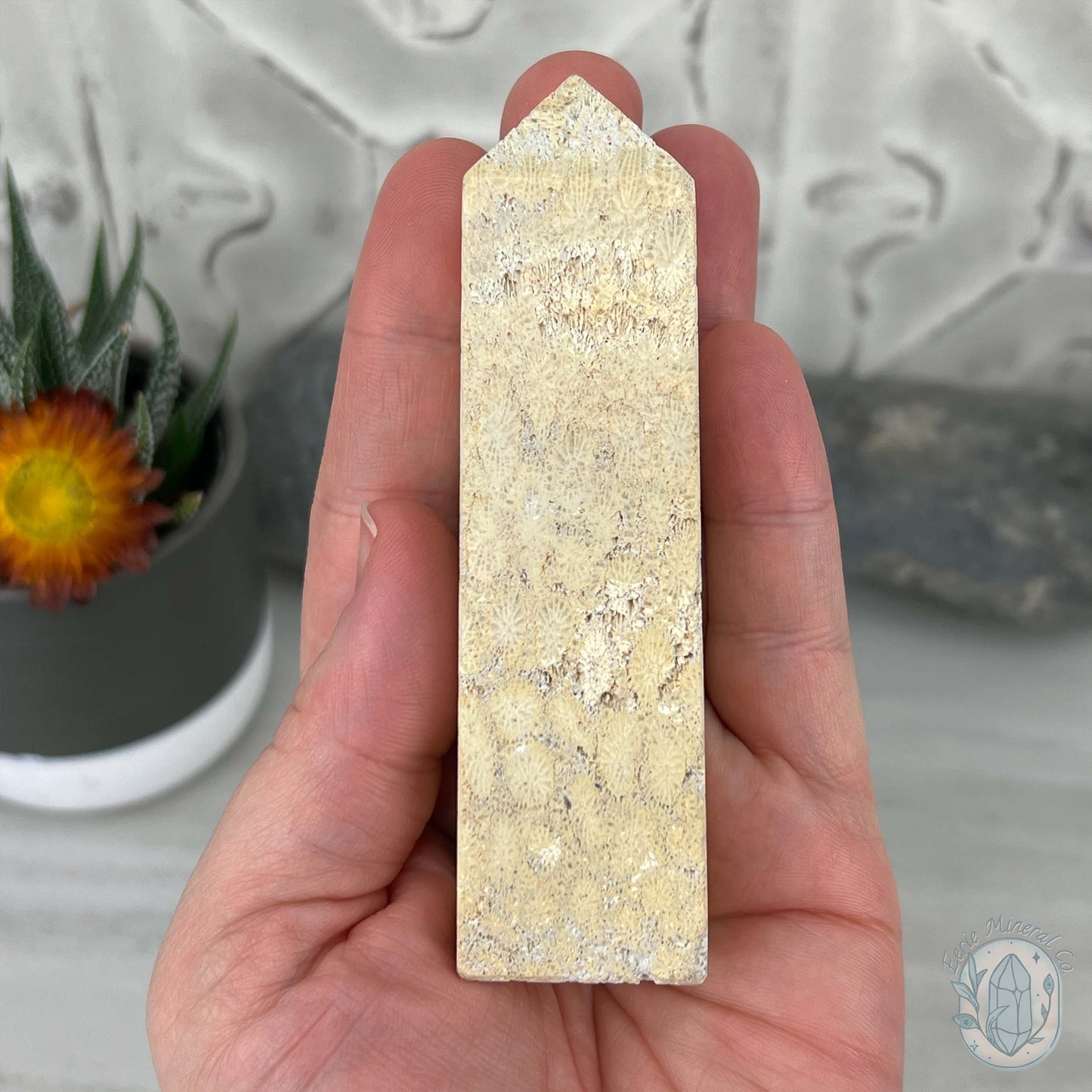 Coral Jade aka Fossilized Actinocyathus Coral Tower