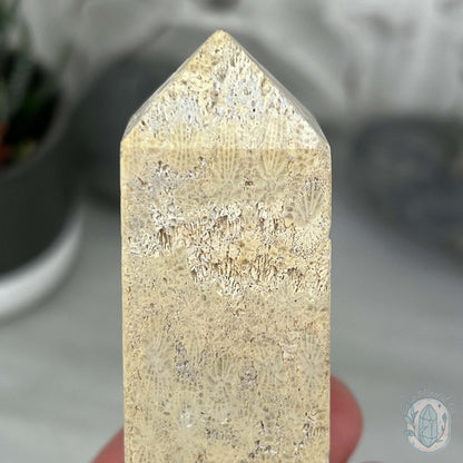 Coral Jade aka Fossilized Actinocyathus Coral Tower
