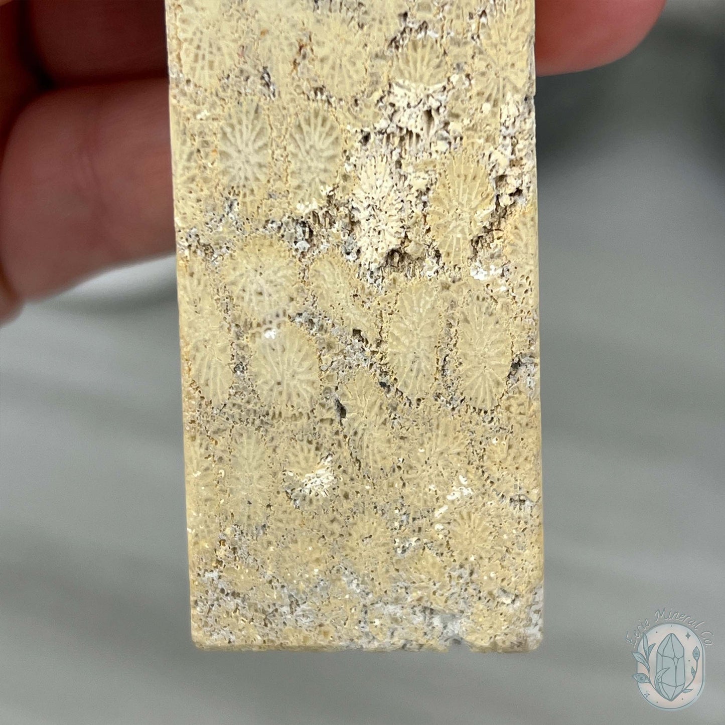 Coral Jade aka Fossilized Actinocyathus Coral Tower
