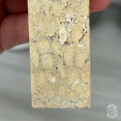Coral Jade aka Fossilized Actinocyathus Coral Tower