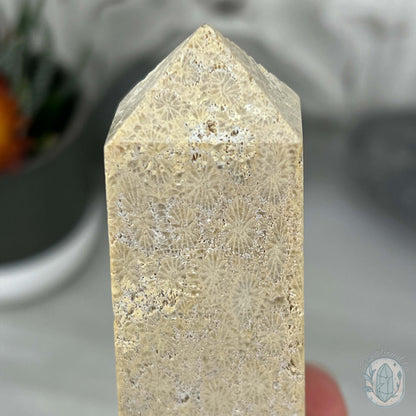 Coral Jade aka Fossilized Actinocyathus Coral Tower