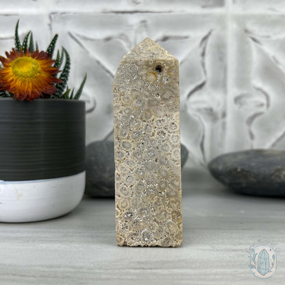 Coral Jade aka Fossilized Actinocyathus Coral Tower