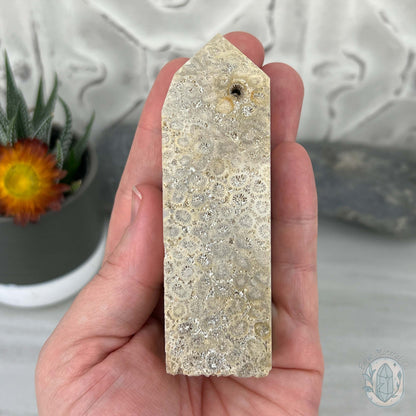 Coral Jade aka Fossilized Actinocyathus Coral Tower
