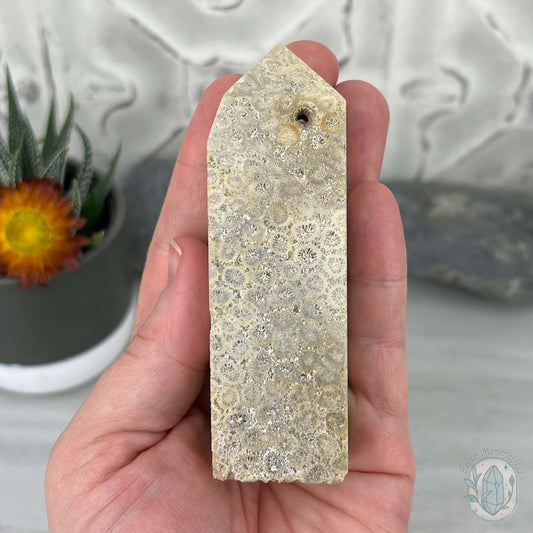 Coral Jade aka Fossilized Actinocyathus Coral Tower