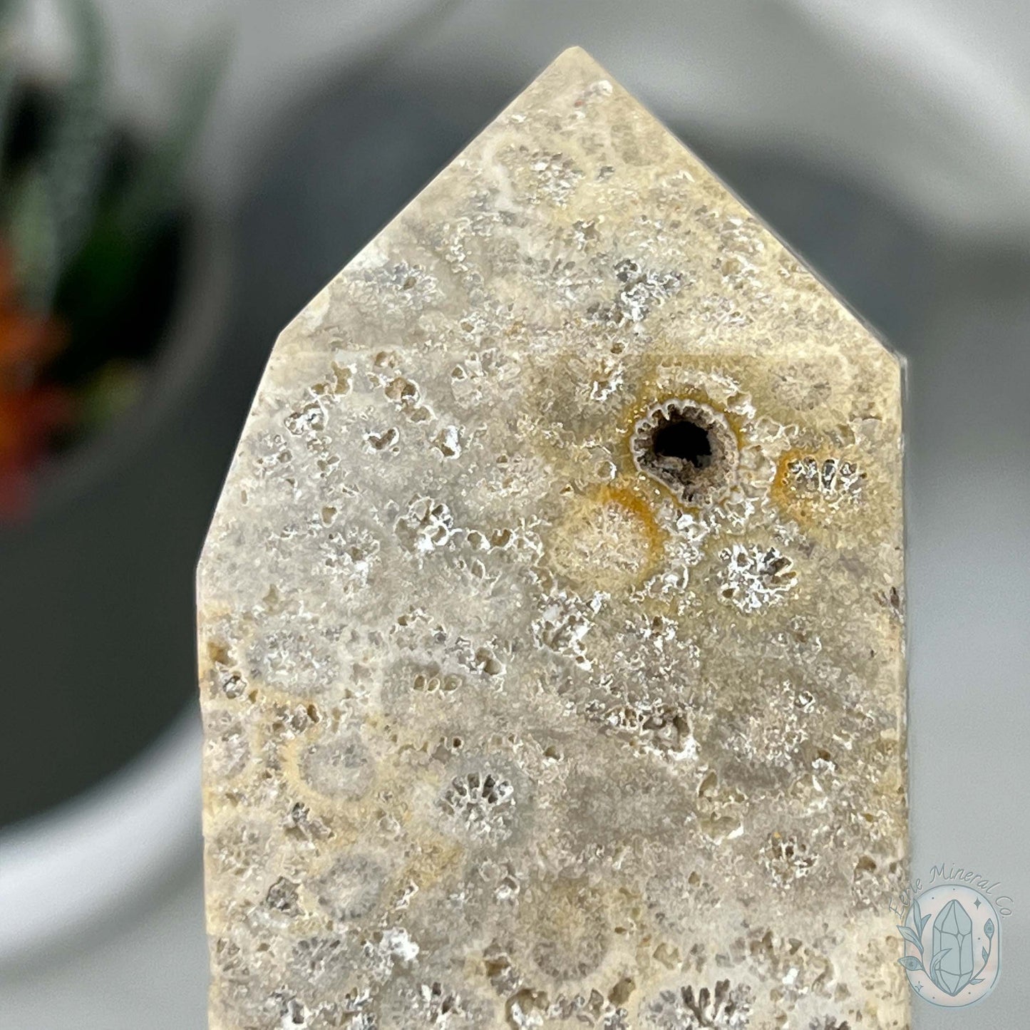 Coral Jade aka Fossilized Actinocyathus Coral Tower