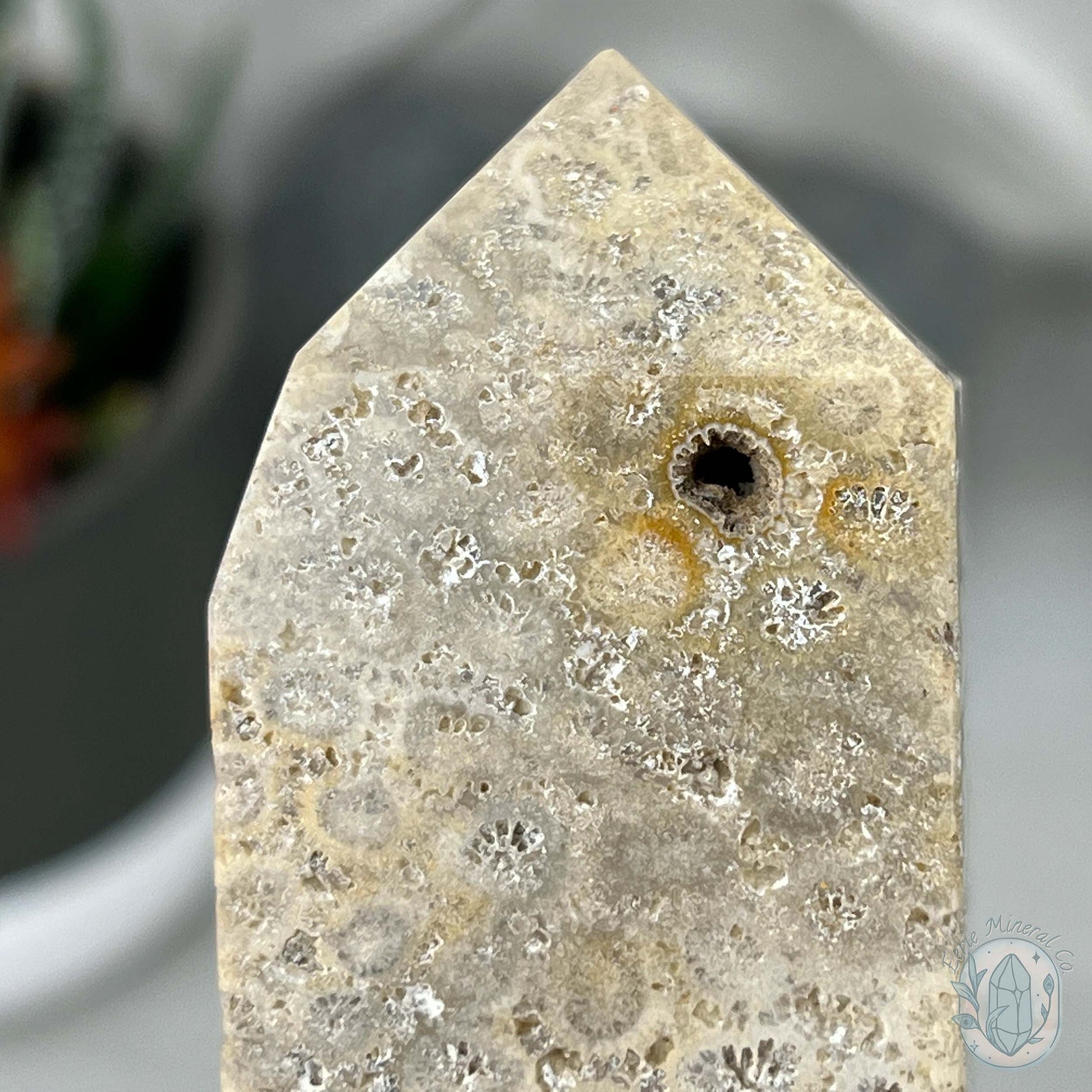 Coral Jade aka Fossilized Actinocyathus Coral Tower