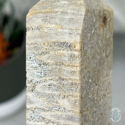 Coral Jade aka Fossilized Actinocyathus Coral Tower