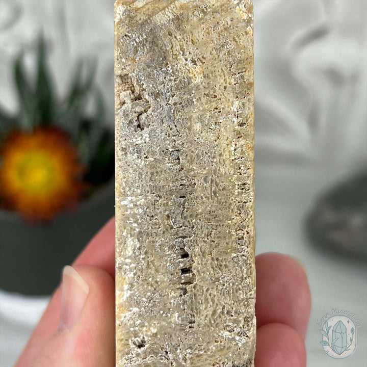 Coral Jade aka Fossilized Actinocyathus Coral Tower