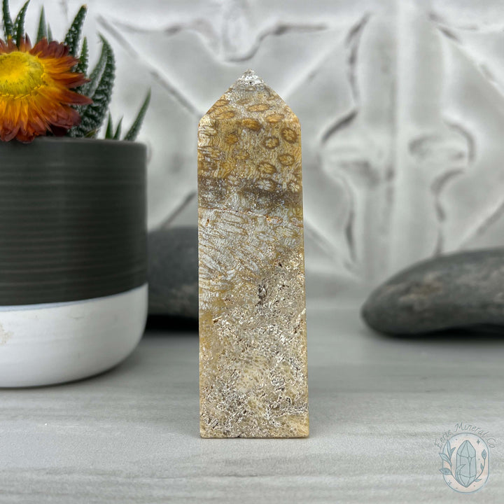 Coral Jade aka Fossilized Actinocyathus Coral Tower