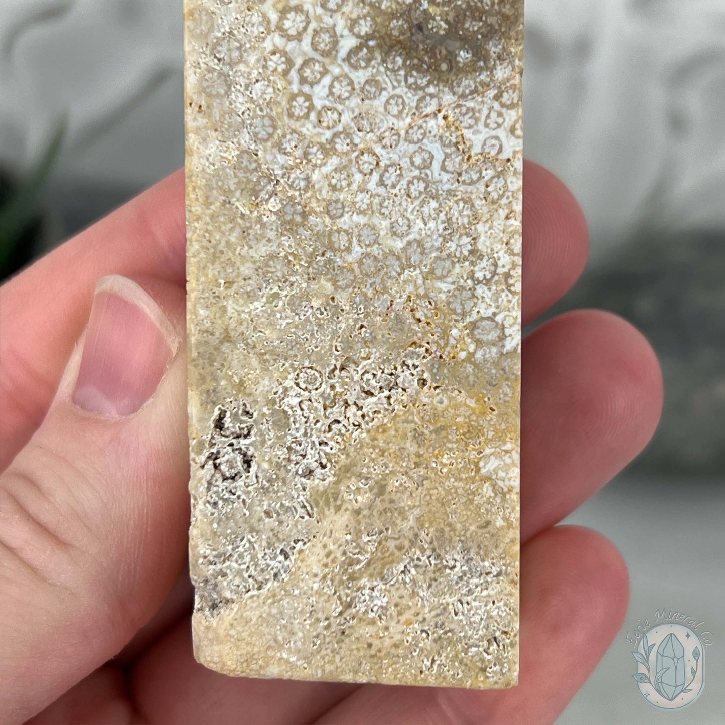 Coral Jade aka Fossilized Actinocyathus Coral Tower