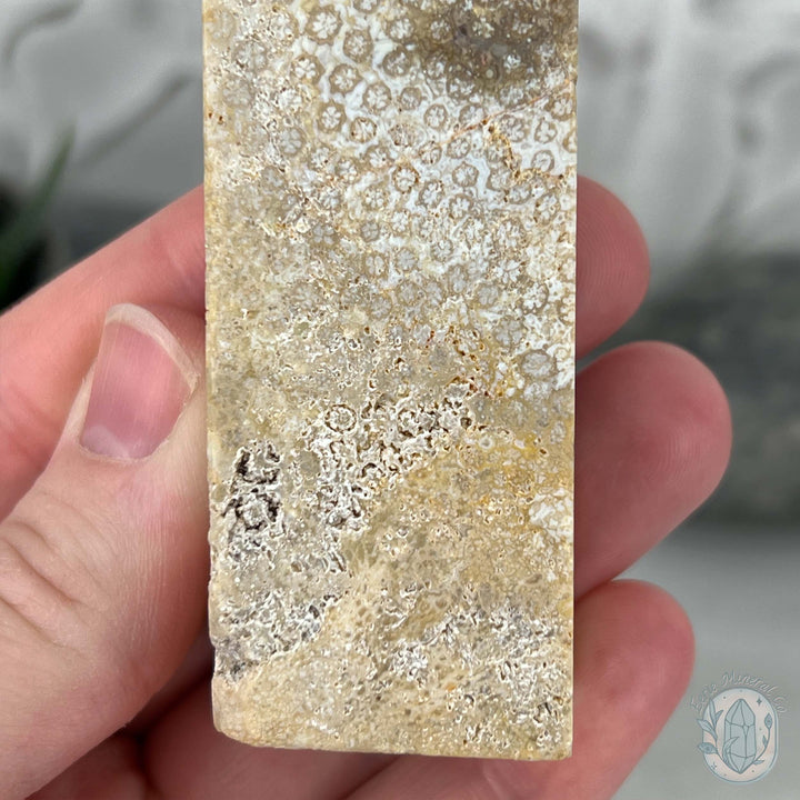 Coral Jade aka Fossilized Actinocyathus Coral Tower