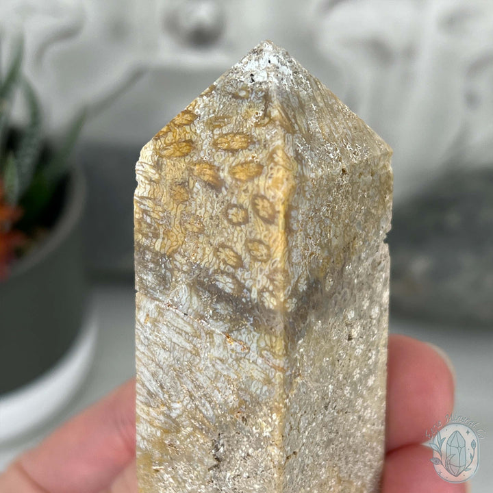Coral Jade aka Fossilized Actinocyathus Coral Tower