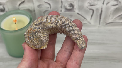 Rastellum ZigZag Oyster Fossil Specimen