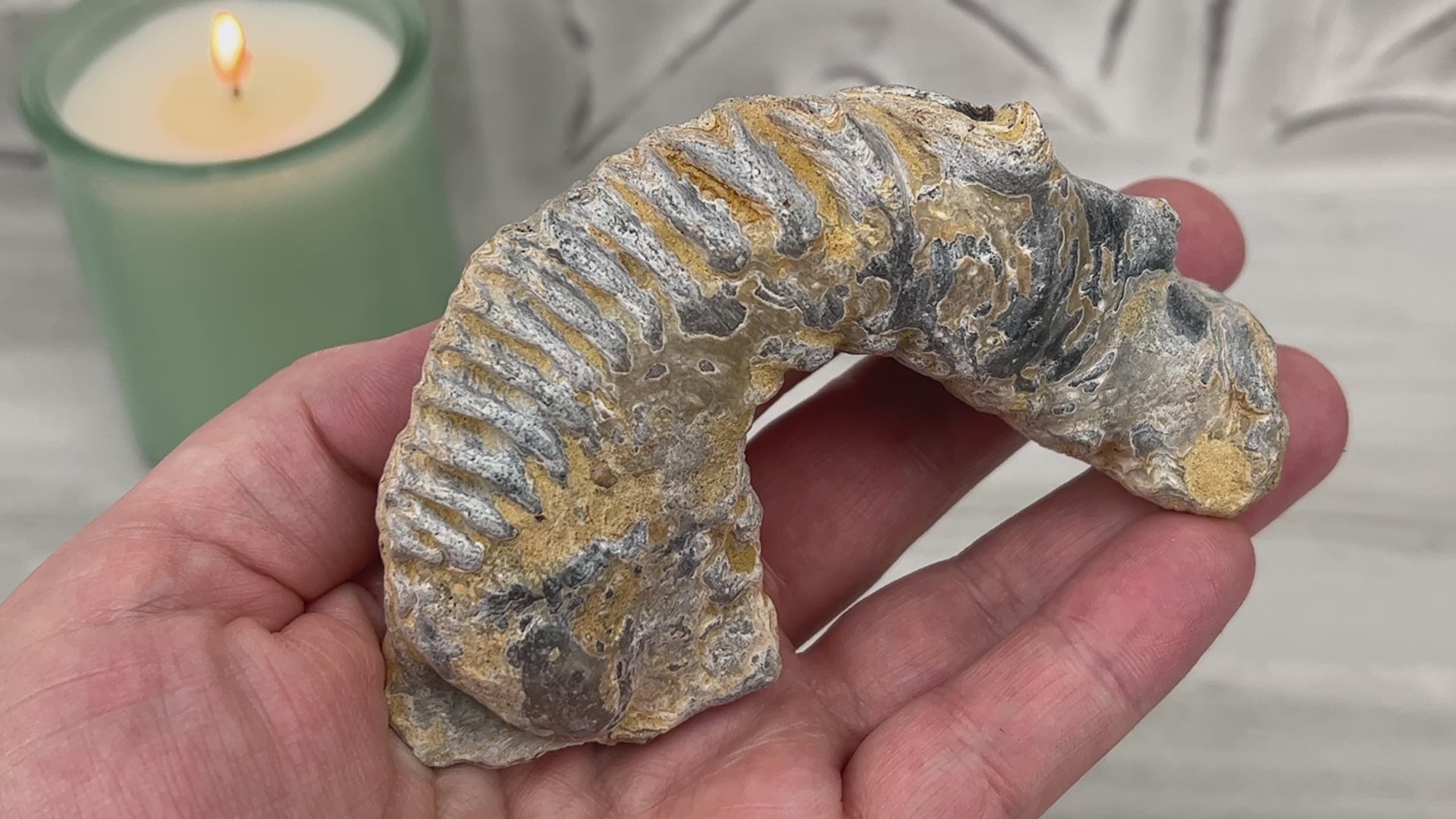 Rastellum ZigZag Oyster Fossil Specimen