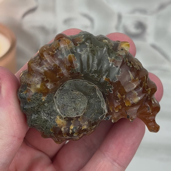 Douvilleiceras Ammonite Fossil with Pyrite from Madagascar