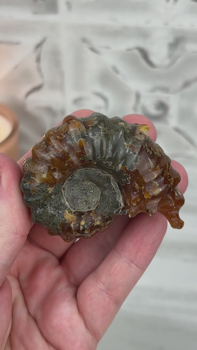 Douvilleiceras Ammonite Fossil with Pyrite from Madagascar