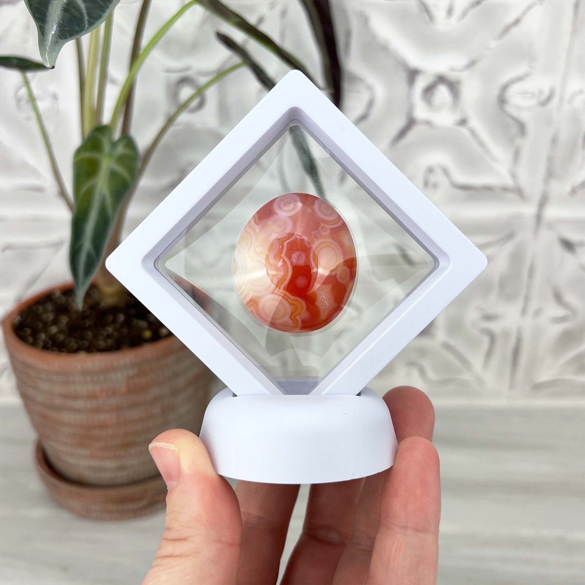 Polished Orange and White Gobi Desert Agate Cabochon