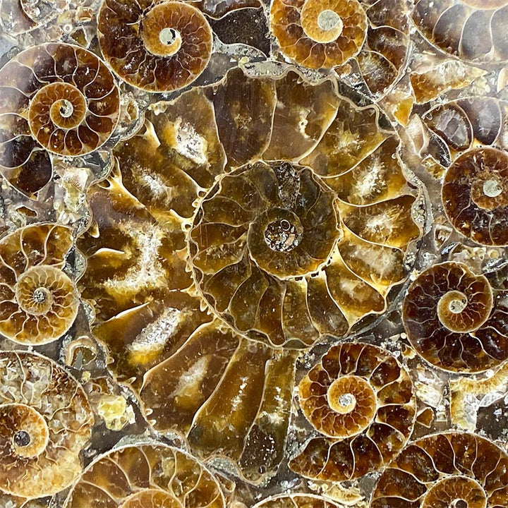 Large Fossil Ammonite Plate