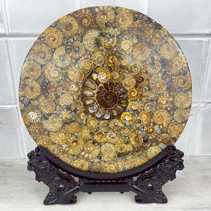 Large Polished Ammonite Fossil Plate