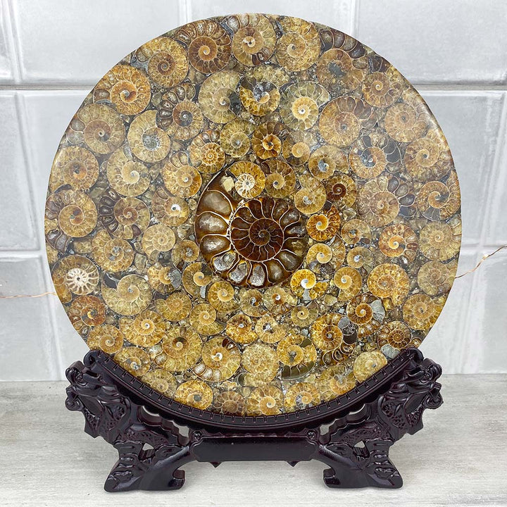 Large Polished Ammonite Fossil Plate