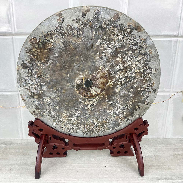 Large Polished Ammonite Fossil Plate