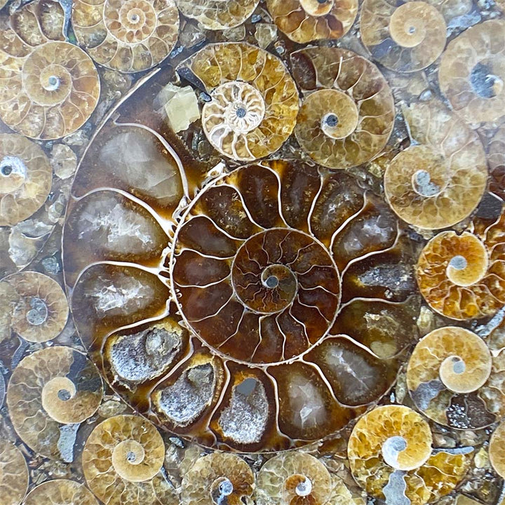 Large Polished Ammonite Fossil Plate