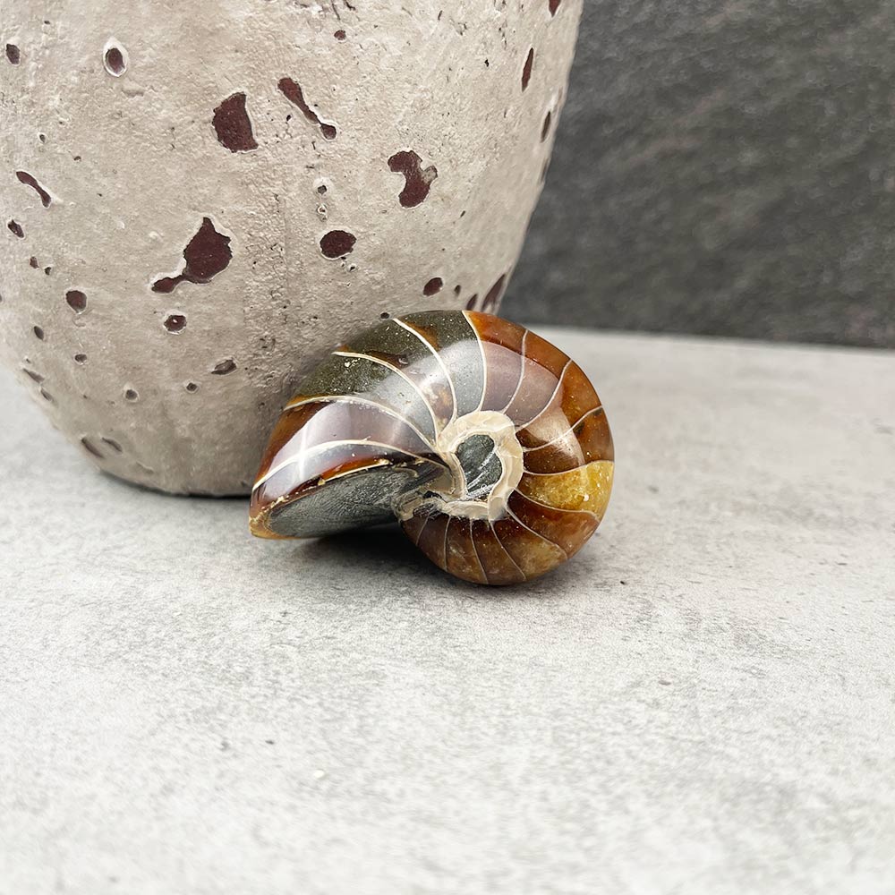 nautilus fossil