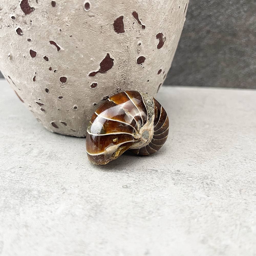 nautilus fossil