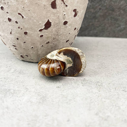 nautilus fossil