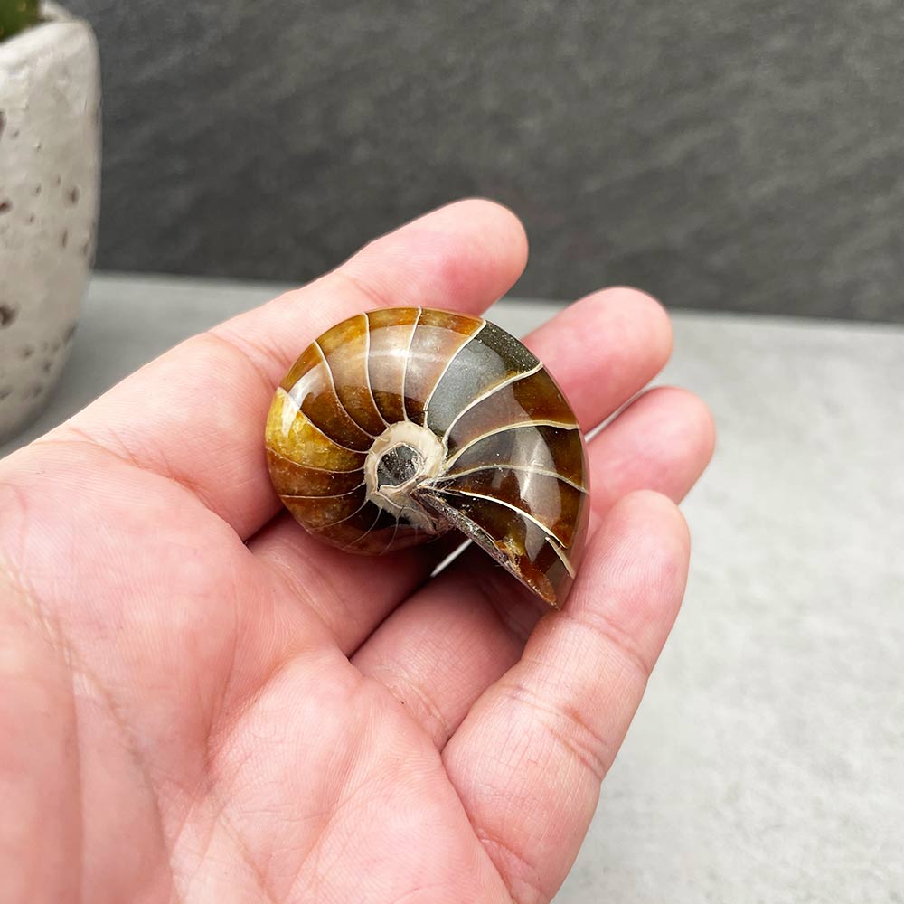 nautilus fossil
