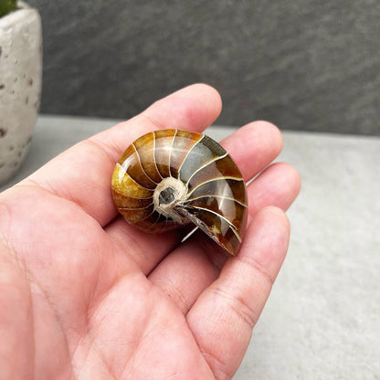 nautilus fossil