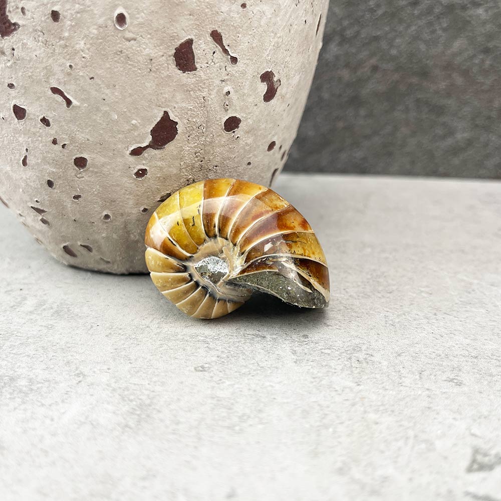 nautilus fossil