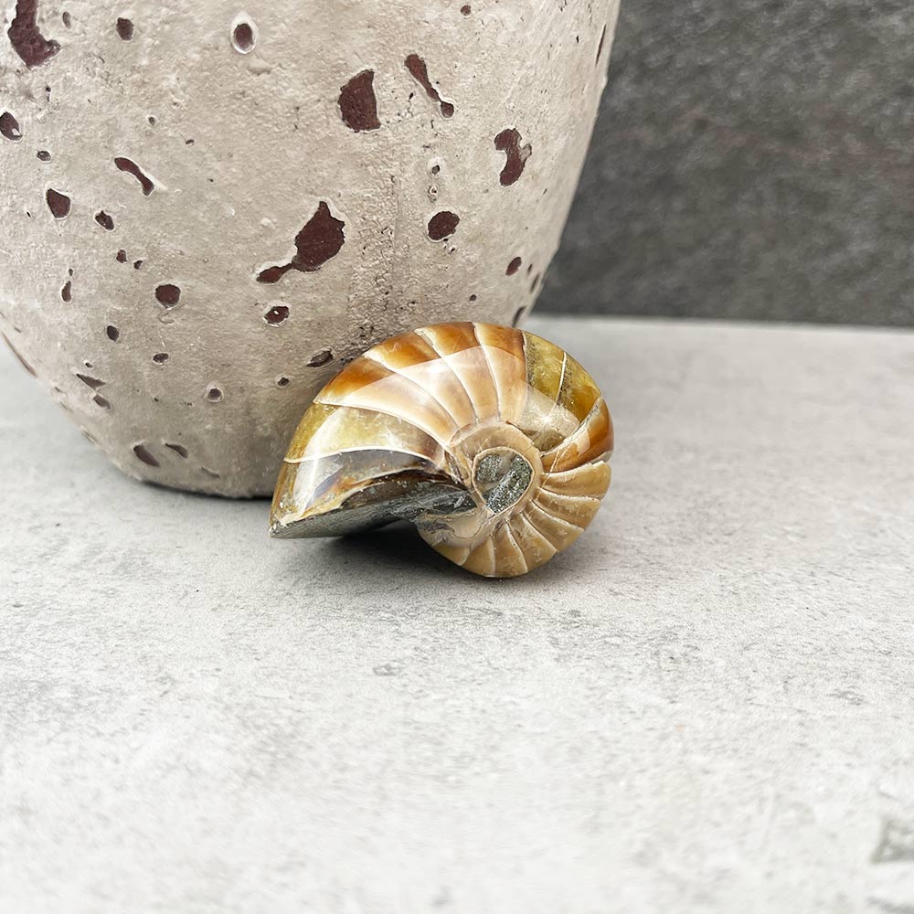 nautilus fossil