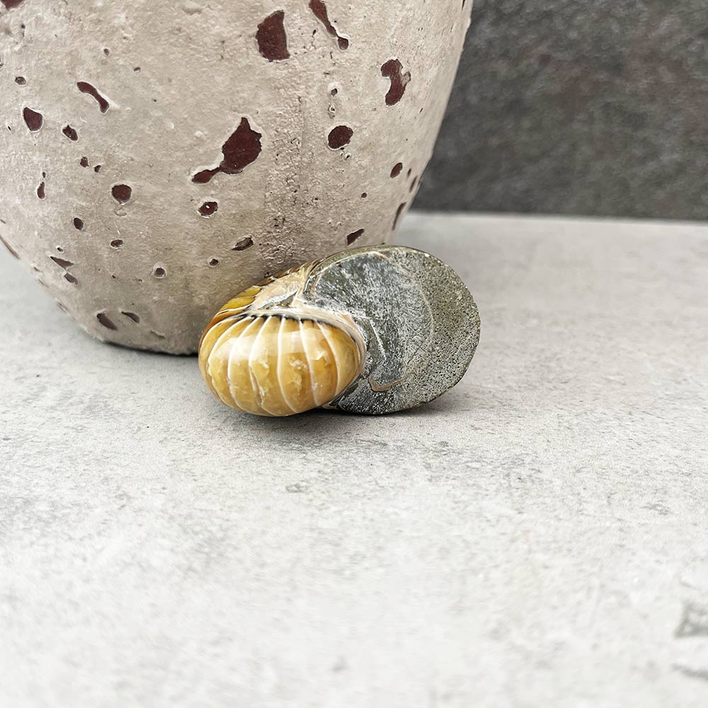 nautilus fossil