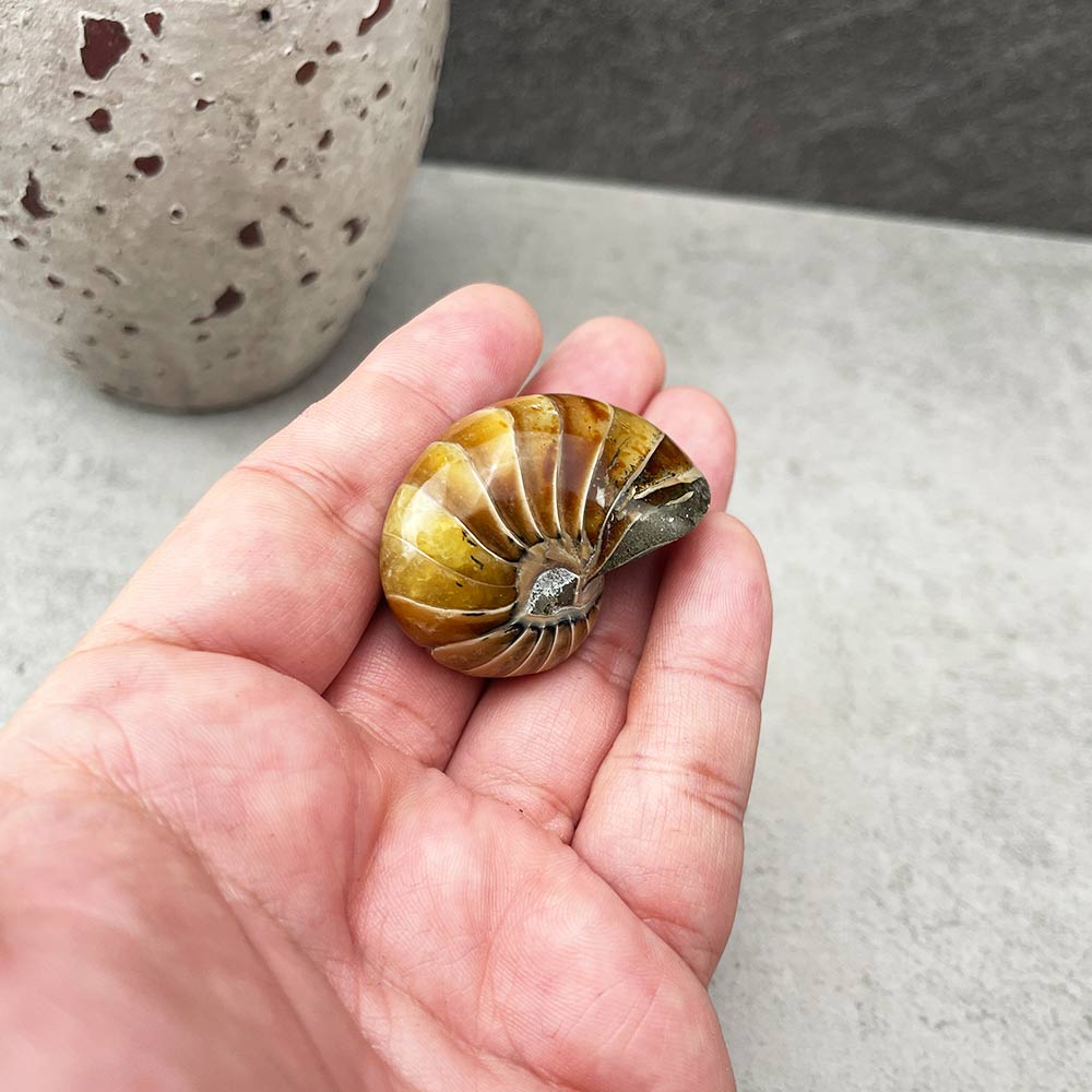 nautilus fossil