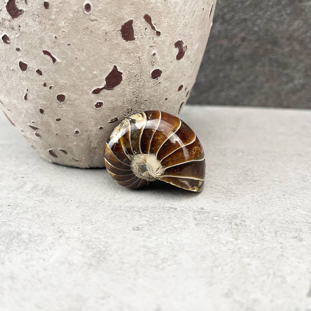 nautilus fossil