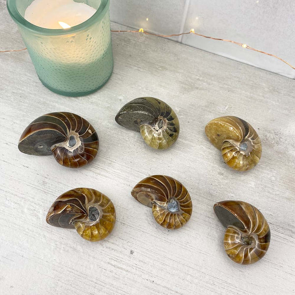 Polished Natural Nautilus Fossils