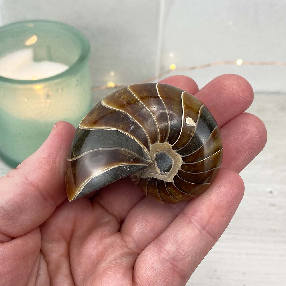 Polished Natural Nautilus Fossils