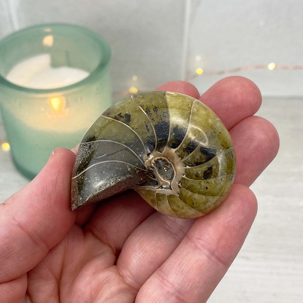 Polished Natural Nautilus Fossils